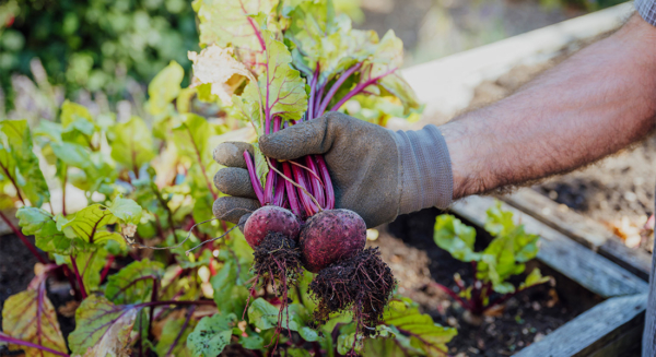 Photo Compost Cool Weather Crops 1100x600