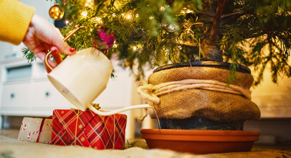 Photo Compost Dec Living Tree 1100x600