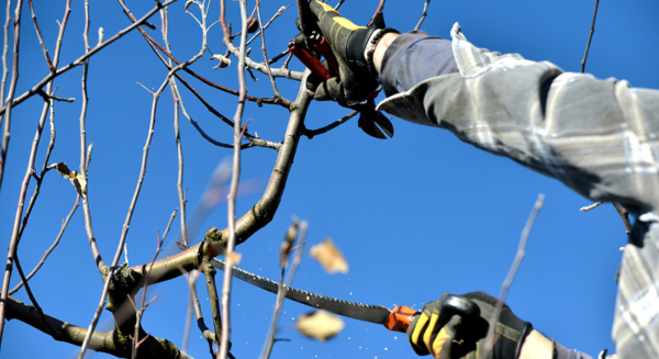 Photo Compost Feb Pruning 1100x600