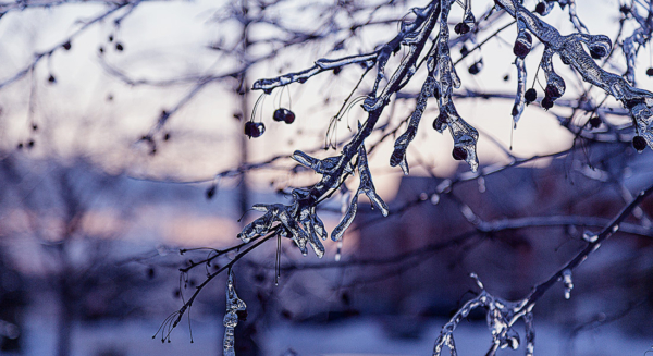 Photo Compost Jan Snow Ice 1100x600