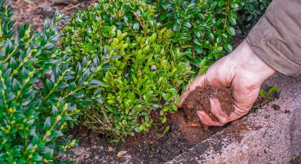 Photo Compost Nov Transplanting 1100x600