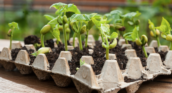 Photo Compost Seedlings 1100x600