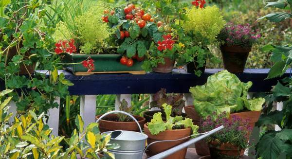 Photo Compost veg Garden 1100x600
