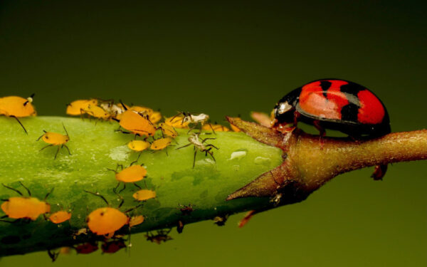 Pests and pruning