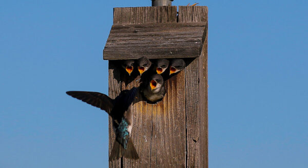 Photo Compost 8 22 Attract Wildlife 1100x600