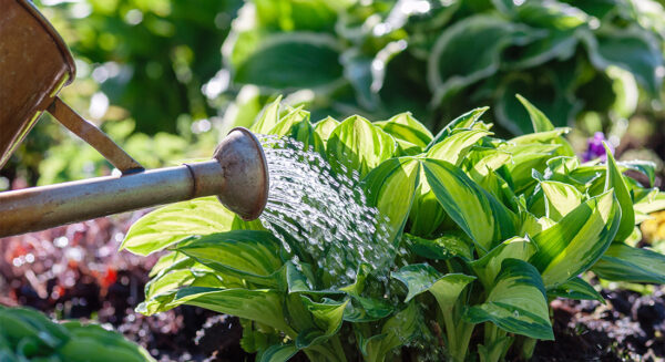 Photo Compost 8 22 August Watering 1100x600