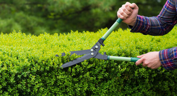 Photo Compost June Pruning 1100x600
