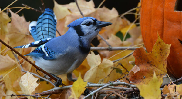 Photo Compost Nov Bird Haven 1100x600