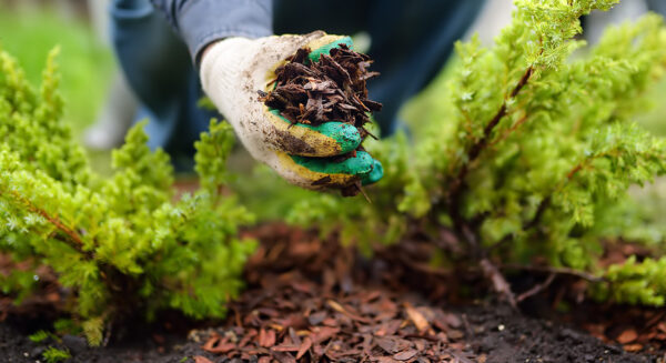 Photo Compost Oct Fall Mulching 1100x600