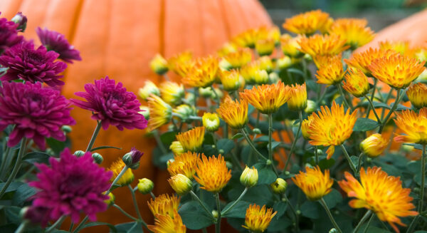 Photo Compost Sept Fall Flowers 1100x600