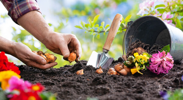 Photo Compost Sept Spring Bulbs 1100x600